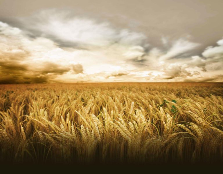 Wheat field - Agribusiness Recruiting - Agricultural Appointments
