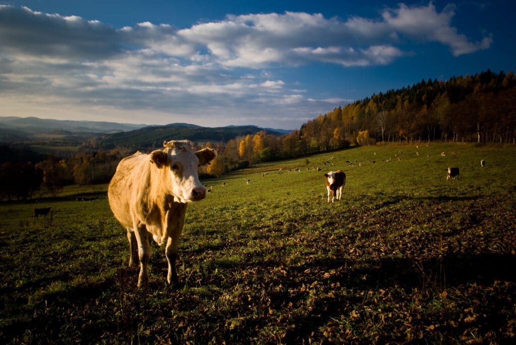 Cows grazing on rolling hills at sunset