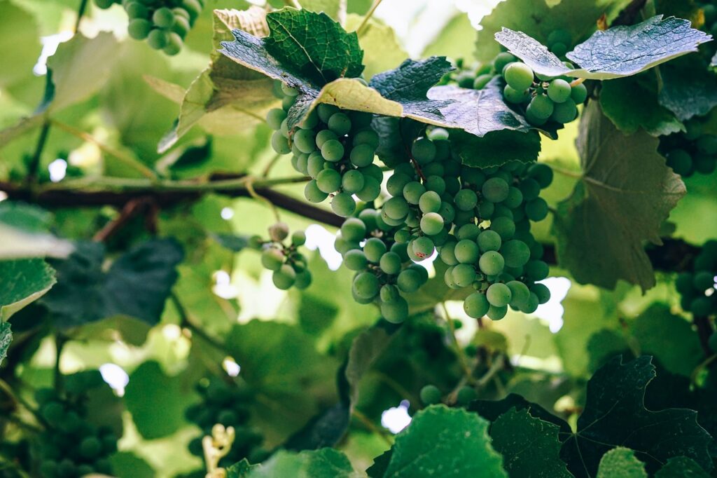 Green grapes hanging on leafy vineyard vine