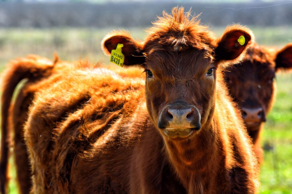 Brown calf with ear tags in grassy paddock
