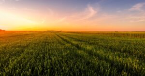 farm with crops during sunset