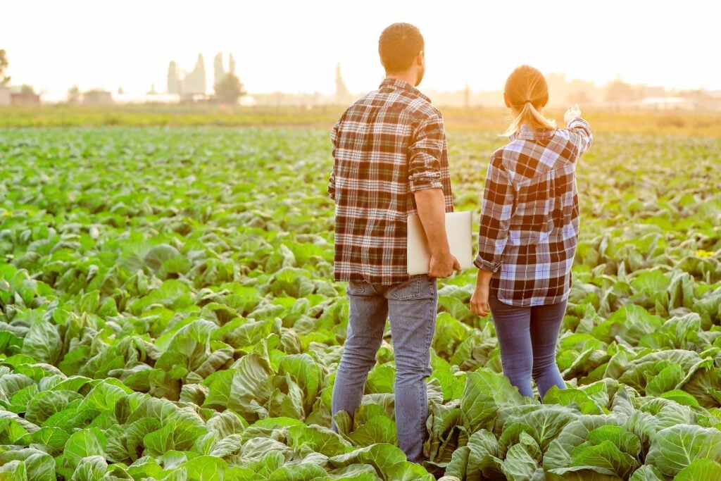 Two people in plaid shirts, one holding a laptop, stand in a large cabbage field at sunrise.