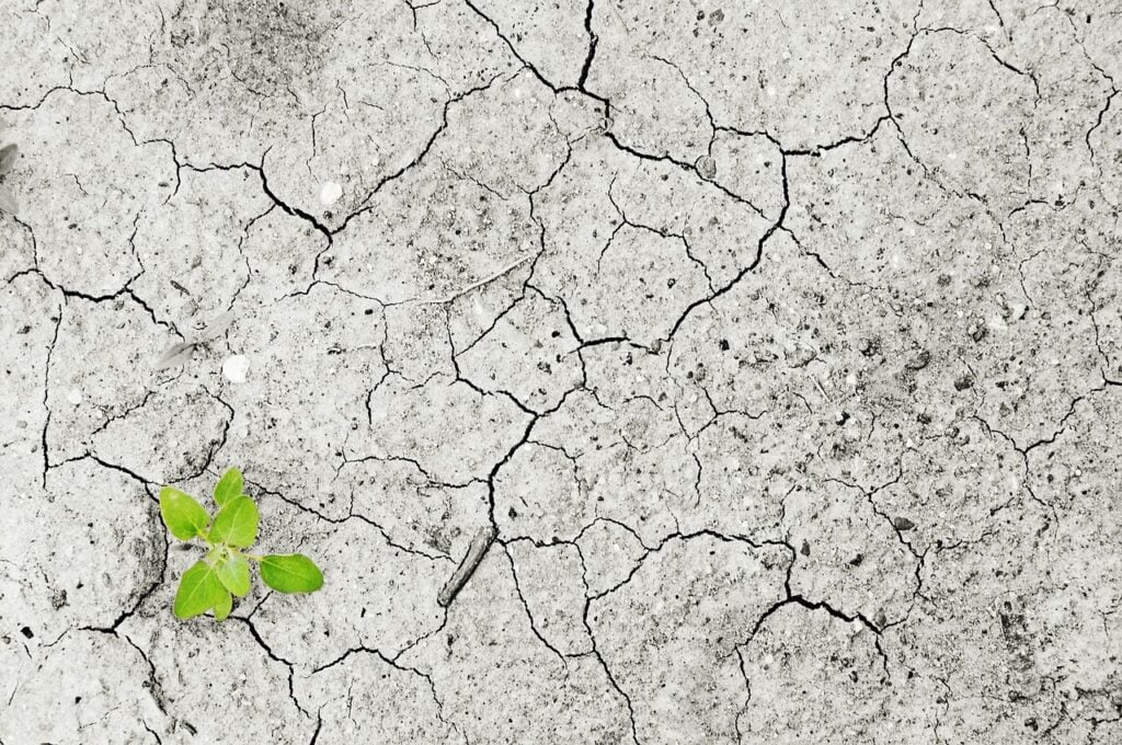 A small, bright green plant growing out of dry, cracked earth.