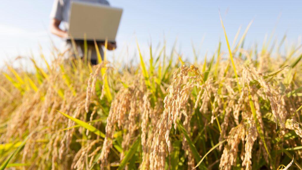 Farmer using laptop in ripe rice field