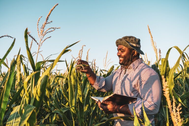 Farmer inspecting corn crop in sunny field