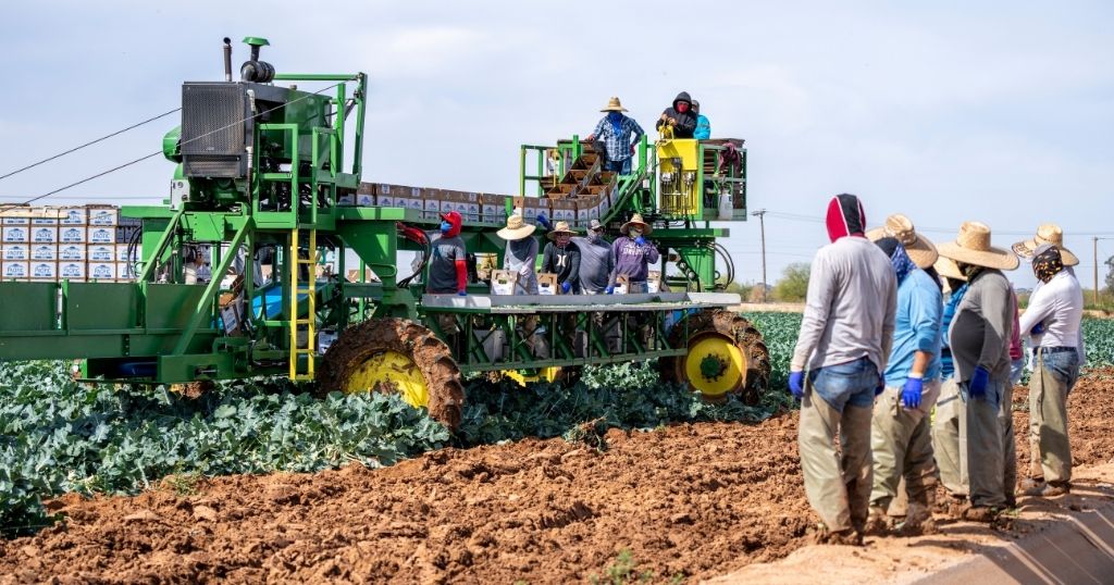 A group of farmworkers harvesting leafy green crops using a large, green motorised harvester