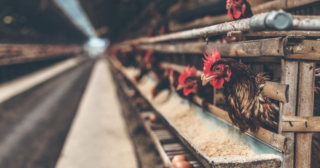 A row of brown hens with red combs peeking out from wooden cages in a poultry farm