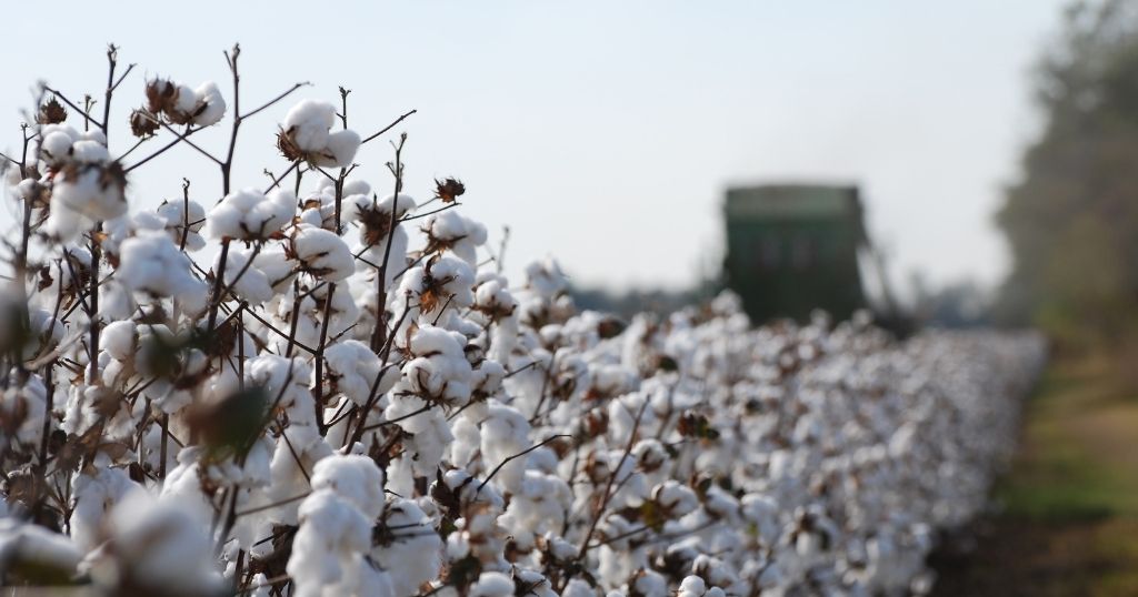 A close-up of fluffy white cotton bolls in a field