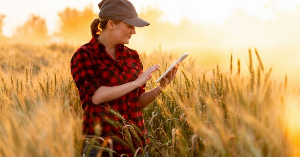 A woman in a red plaid shirt and a cap standing in a golden wheat field at sunset while using a digital tablet.