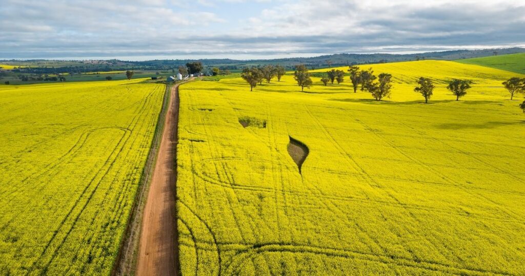 a bright yellow canola field divided by a straight dirt road