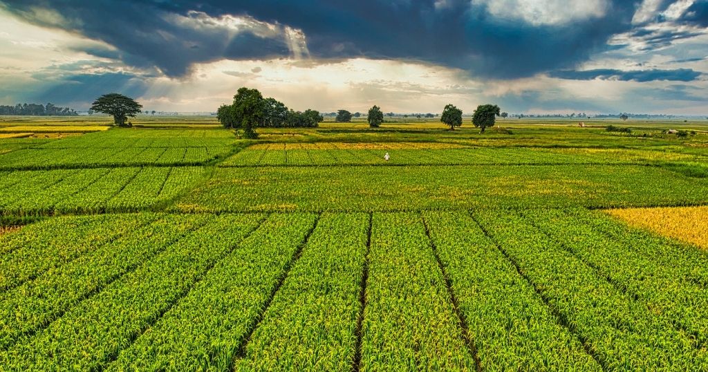 A vast, green agricultural fields stretching toward the horizon under a dramatic sky