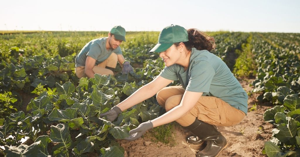 Two farmworkers in green shirts and caps crouch in a field to tend to leafy green vegetable plants