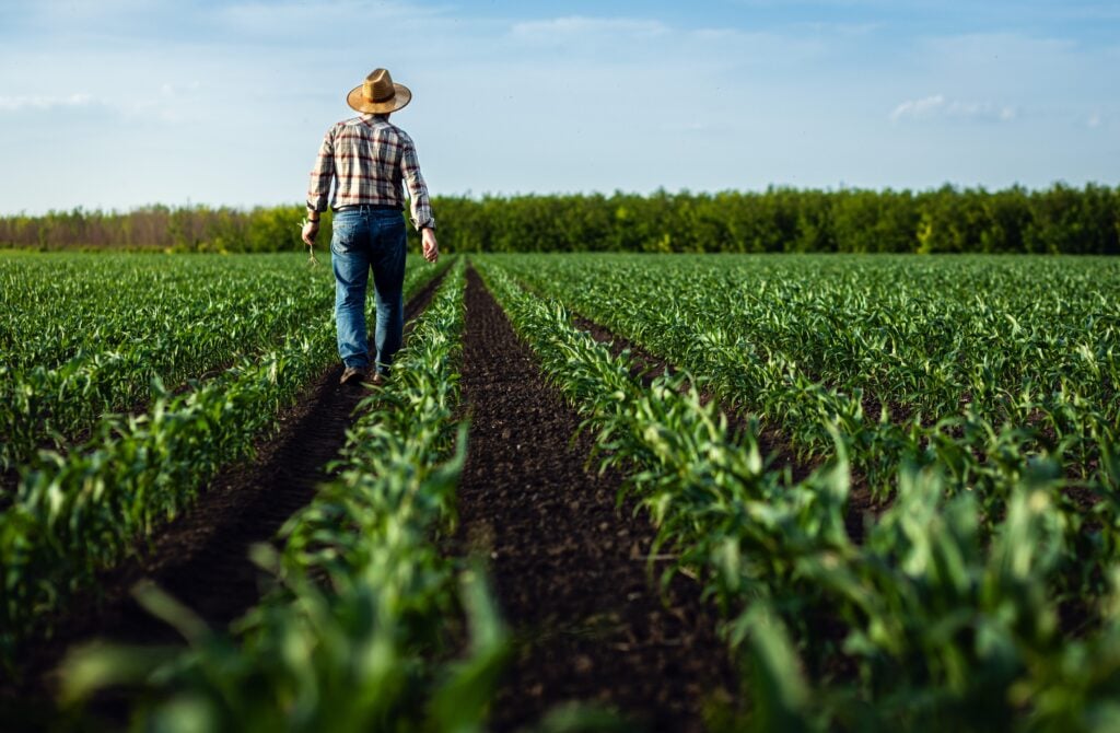 A farmer, seen from behind, wearing a plaid shirt, jeans, and a straw hat, walks down a dirt path between two long rows of young, green crops.