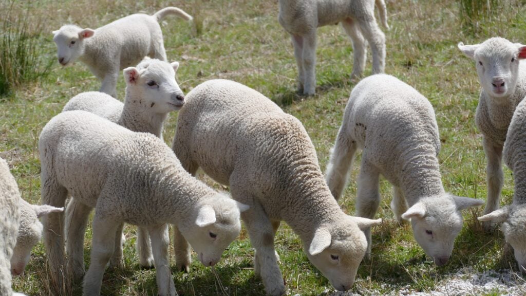 A close-up shot of a group of young, white lambs with thick wool grazing on a patch of green grass.