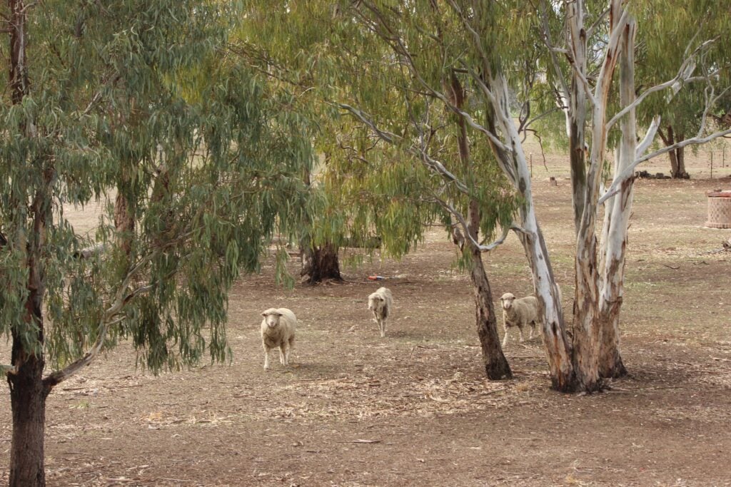 Three sheep standing in a sparse, wooded field with eucalyptus trees.