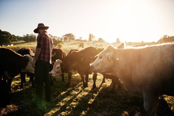 A male farmer tending to his herd of cattle on the farm
